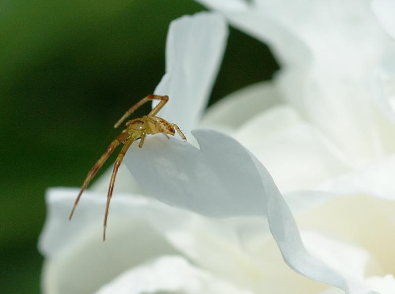 DSC_1208.jpg 100% Crop