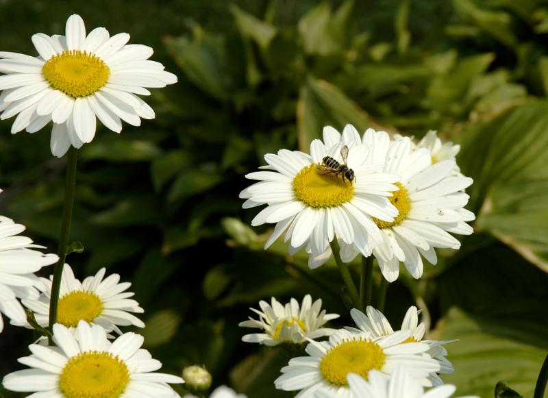 DSC_2207.jpg