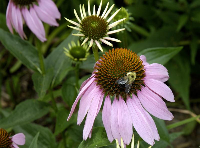 DSC_2382.jpg
