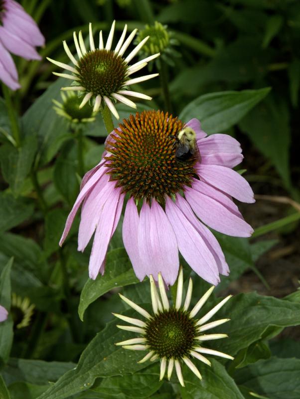 DSC_2385.jpg