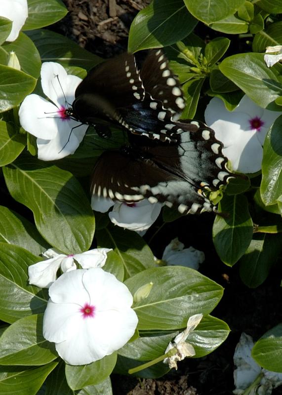 DSC_2887.jpg