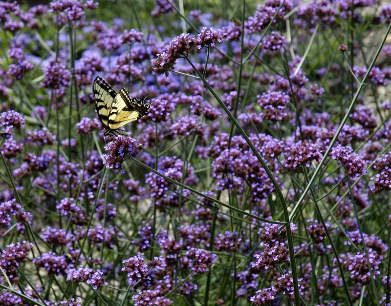 DSC_2911.jpg