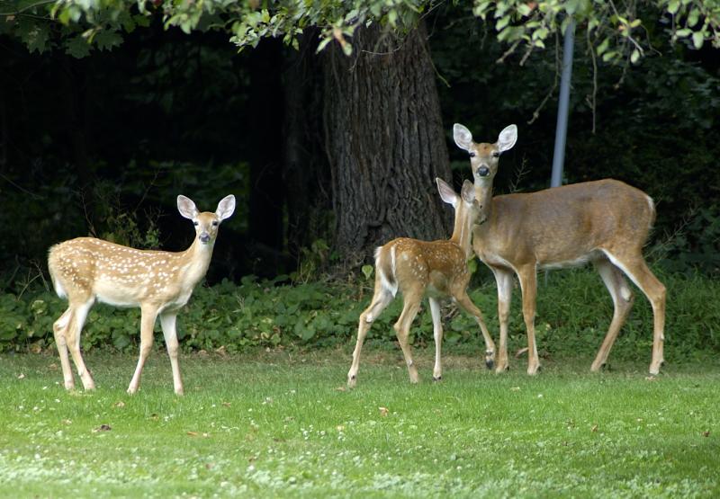 DSC_3477.jpg