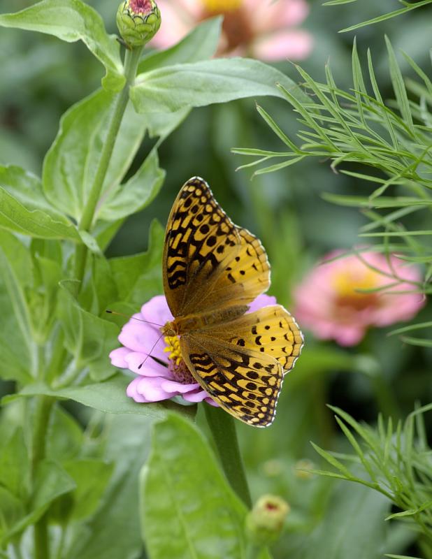 DSC_3465.jpg