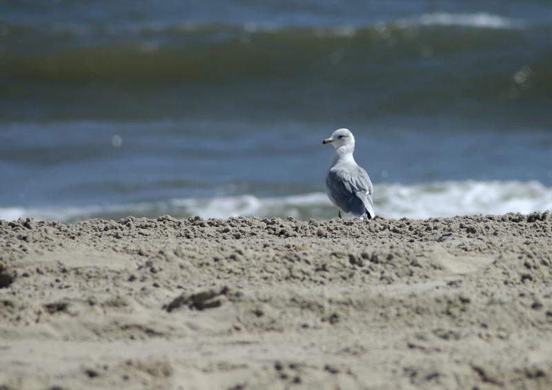 DSC_4145.jpg