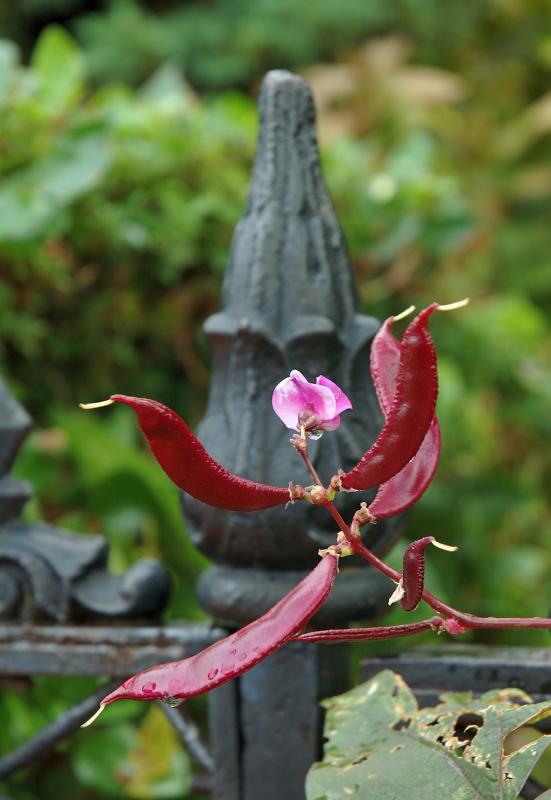 DSC_4376.jpg