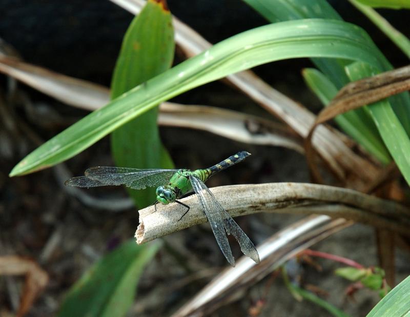DSC_4450.jpg