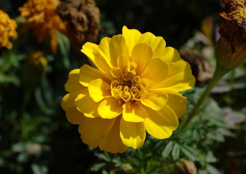 DSC_5017.jpg
