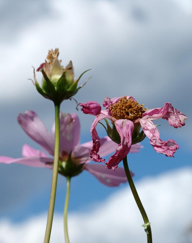 DSC_5111.jpg