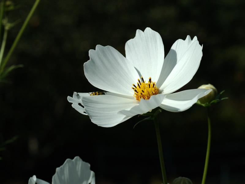 DSC_5130.jpg