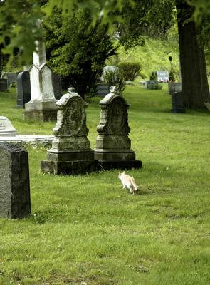 Cat in Cemetery