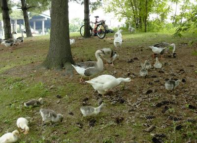 I think there are enough of us, lets take the bike.