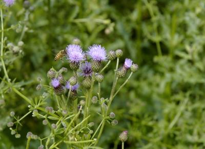 DSC_1796.jpg