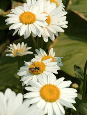 DSC_2202.jpg