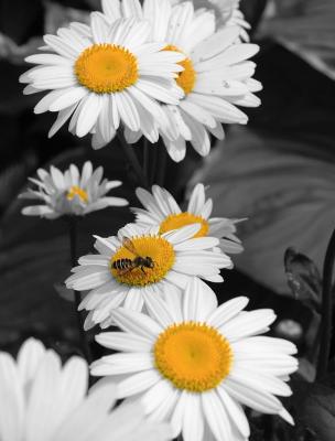DSC_2202c.jpg