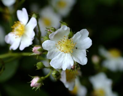 DSC_0825Flower2.jpg