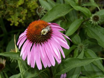 DSC_2370.jpg