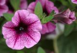 DSC_1523.jpg