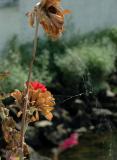 DSC_4497.jpg