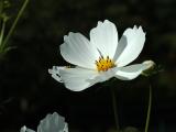 DSC_5130.jpg