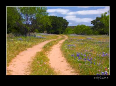 Wildflower Curve Buzzed