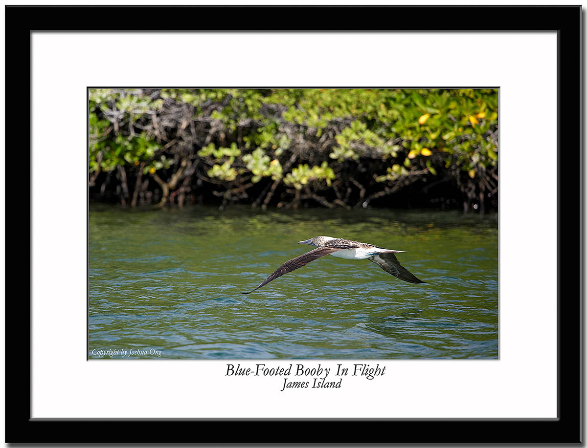 A Blue-Footed Booby in Flight