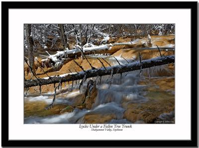 Icycles under a fallen tree trunk