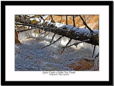 More icycles under another fallen tree trunk