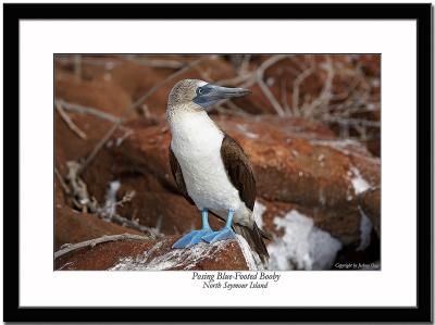 Posing Blue-Footed Booby