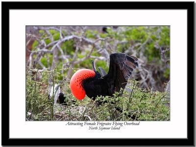 A Male Frigate Bird Trying to Attract Partner