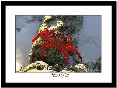 Sally Light-Foot Crab - Almost Translucent