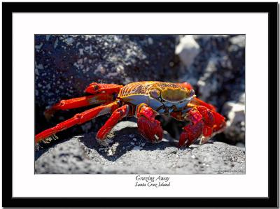 Sally Light-foot Crab
