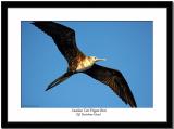 Swallow Tail Frigate Bird