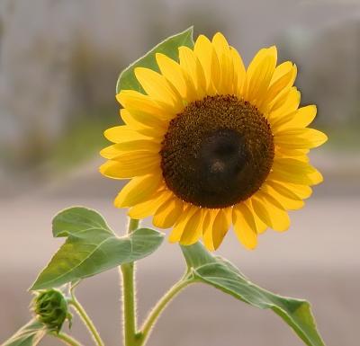 06 28 05 sunflower , community noiseware, uzi_filtered.jpg