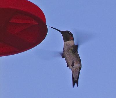 08 23 05 Hummingbird 3, Olyuz