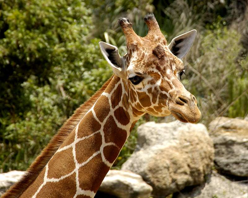 Giraffe.nt4522.jpg