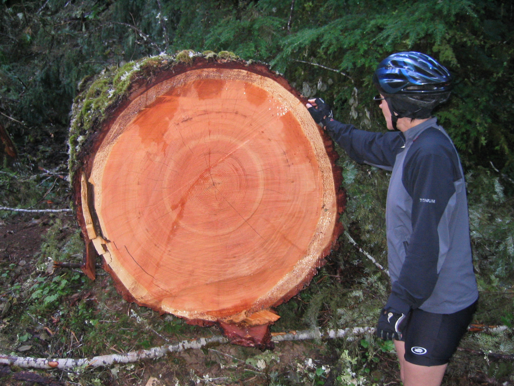 Wow ... and the smell of the tree was incredible.