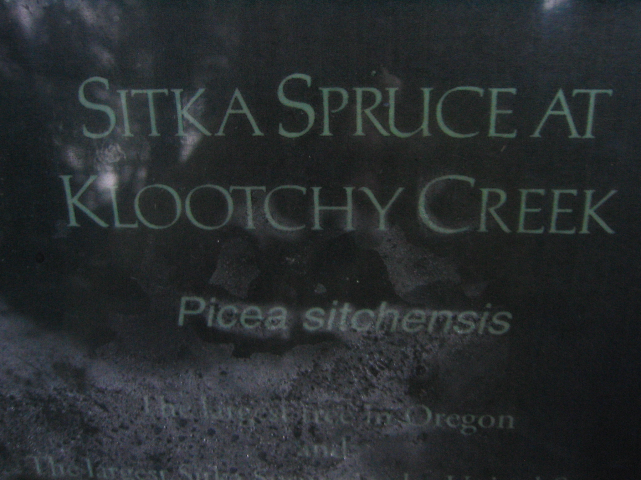 Largest Sitka Spruce in North America
