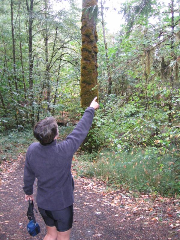 Trees have MOSS on bark - Rainforest!