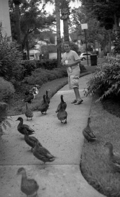Ducks chasing Dave