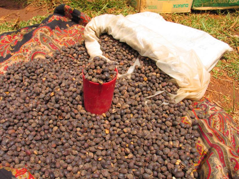 Coffee beans