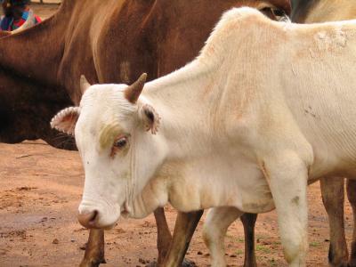 Ethiopian cattle