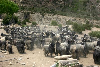 Livestock on the way to pastures