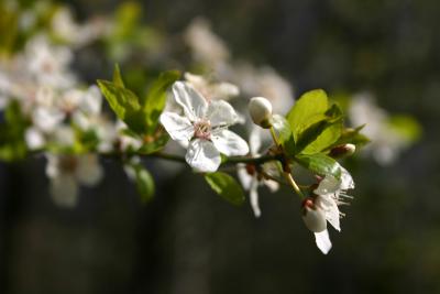 v3/87/472187/3/46115046.spring_005.jpg