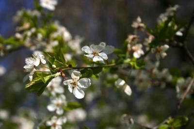 v3/87/472187/3/46136638.spring_006.jpg