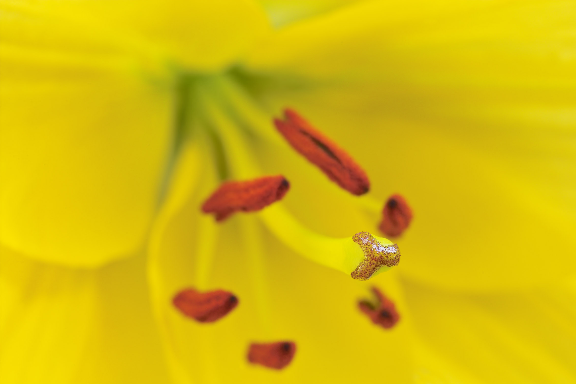 IMG07068f8 55mm.jpg