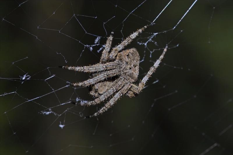 One mean spider outside my room window