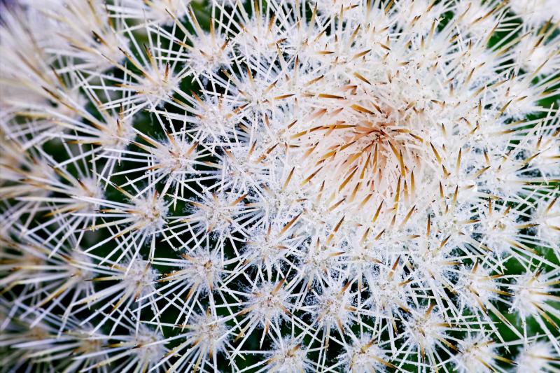 Bristle Brush Cactus