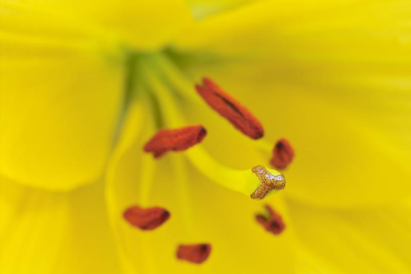 IMG07068f8 55mm.jpg