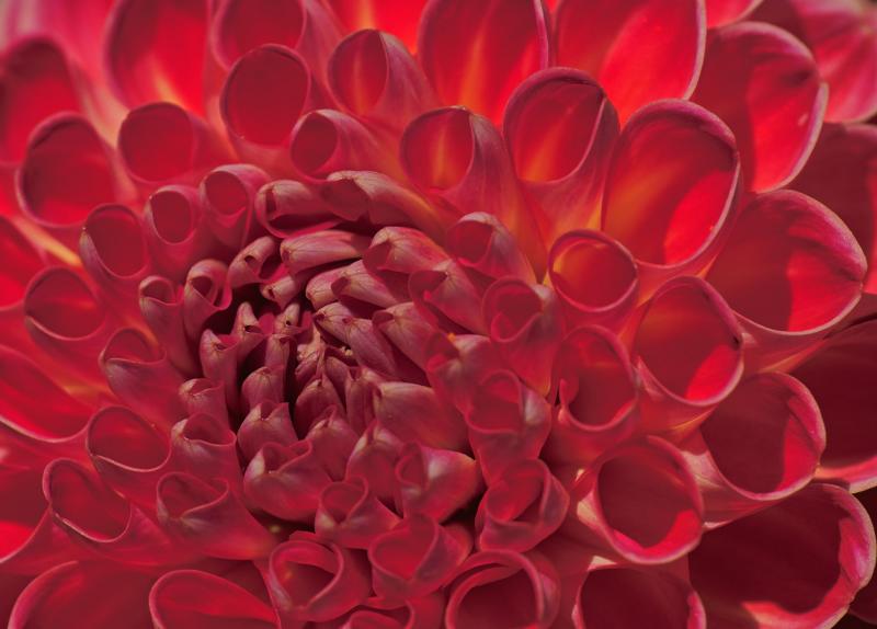 IMG07795 redish dahlia.jpg